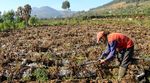 200 Hektar Lahan Kentang di Dieng Gagal Panen