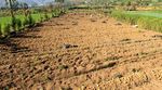 200 Hektar Lahan Kentang di Dieng Gagal Panen
