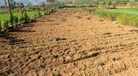 Tingkat kerusakan tanaman kentang tersebut berkisar antara 60-80 persen sehingga mengharuskan para petani memanen dini jika tidak ingin tanaman kentangnya semanin rusak.