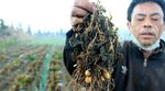 200 Hektar Lahan Kentang di Dieng Gagal Panen