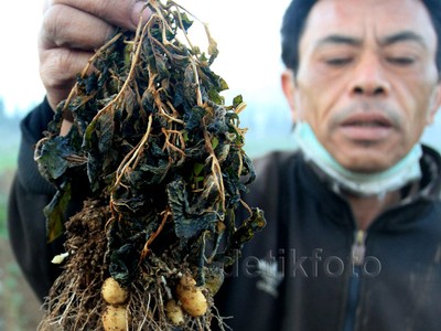 200 Hektar Lahan Kentang di Dieng Gagal Panen