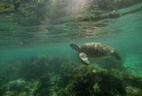 Pulau Derawan di Kalimantan Timur merupakan salah satu habitat penyu. Traveler yang datang dan snorkeling di sini dapat dengan mudah menemukan penyu yang hidup bebas (Randy/detikTravel)