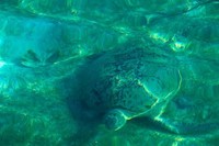 Bahkan saking jernih airnya, traveler dapat melihat penyu dengan jelas dari atas penginapan di Pulau Derawan. Umumnya penyu sering berenang ke tepi pantai di pagi hari (Randy/detikTravel)