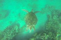 Kalau bisa menyelam, Anda juga bisa mengambil foto penyu dari atas seperti ini. Kalau mau lebih seru, traveler juga bisa menyelam beriringan dengan penyu (Randy/detikTravel)