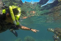 Penyu merupakan makhluk amfibi yang tidak ganas. Traveler juga bisa sekedar memegang cangkang dari penyu jika penasaran (Randy/detikTravel)