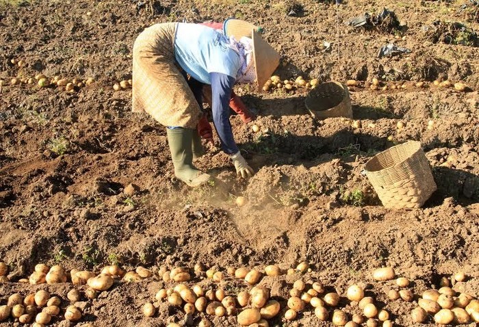 Dieng Kena Cuaca Ekstrem, Harga Kentang Mulai Naik 11%