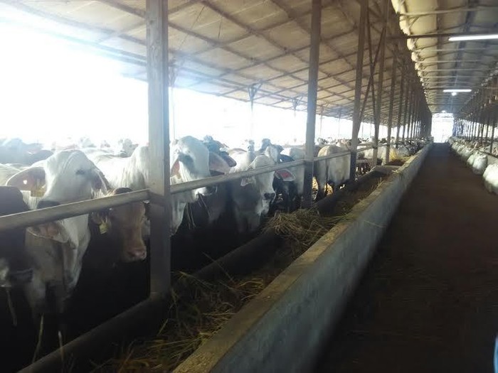 Lagi, Mentan Amran Sidak ke Kandang Sapi di Cianjur