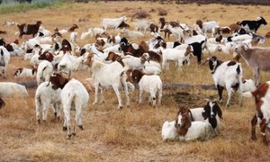 Polisi PJR Tol Cipularang Tangkap Pencuri Kambing Bermobil