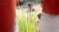 Warga tumpah ruah di saluran irigasi untuk menangkap lele.