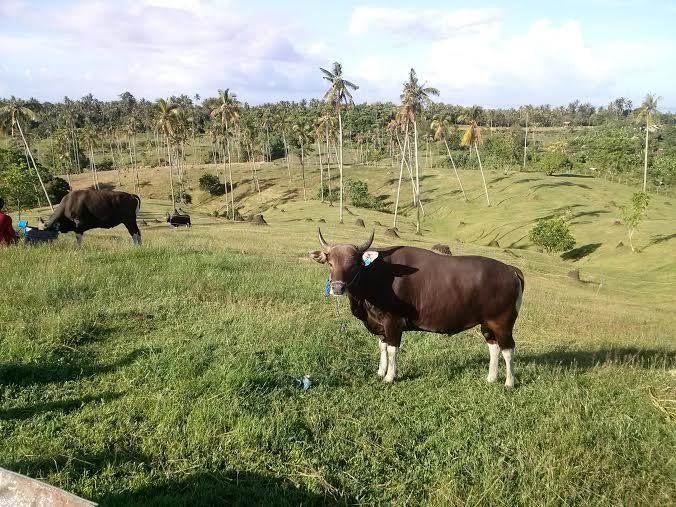 Kemendag Sebut 3 Provinsi Ini Pemakan Daging Sapi Impor