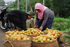 Pemerintah Siap Stabilkan Harga Tomat, Begini Caranya
