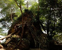 Selain perairan yang jernih, ada pula area hutan nan hijau di sekeliling pantai. Otomatis bikin mata sejuk (Reno/detikTravel)
