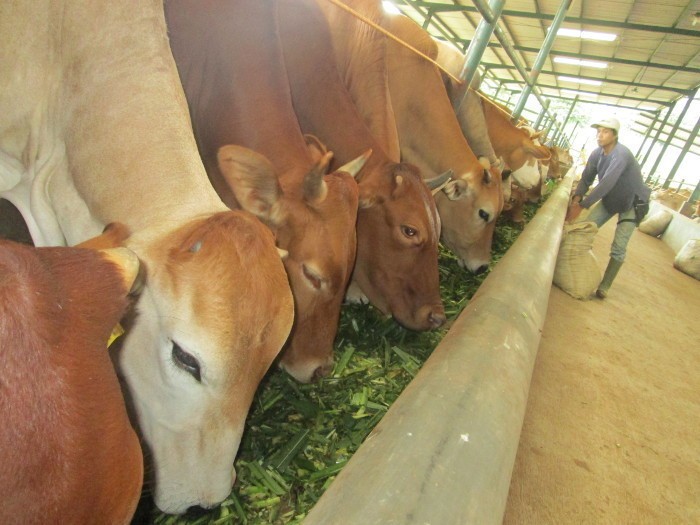 Tambahan 200.000-300.000 Ekor Sapi Impor Sebagian Siap Potong