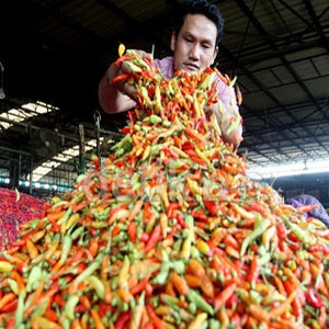 Sempat Turun, Harga Cabai Balik Lagi ke Rp 70.000/Kg