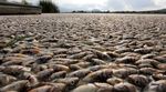 Puluhan Ribu Ikan di Meksiko Mati Misterius