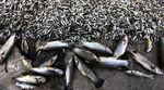 Puluhan Ribu Ikan di Meksiko Mati Misterius