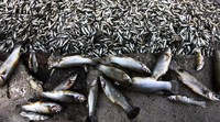 Penyebab kematian ikan-ikan ini belum bisa dipastikan, apakah alamiah atau disebabkan manusia. Hector Guerrero/AFP/detikFoto.