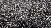 Tahun lalu, nelayan setempat mengangkat sekitar 200 ton ikan mati dari Danau Cajititlan. Lebih dari 100 orang nelayan terlibat dalam operasi pengangkatan tahun ini. Hector Guerrero/AFP/detikFoto.