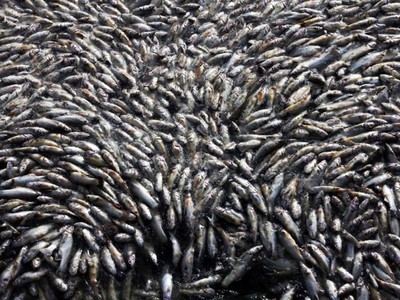 Puluhan Ribu Ikan di Meksiko Mati Misterius