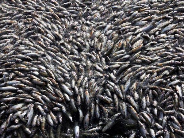 Puluhan Ribu Ikan di Meksiko Mati Misterius