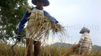 Seperti yang dilakukan oleh Kantor Bank Indonesia (KBI) Purwokerto yang melakukan panen padi perdana saat musim kemarau dengan metode hazton di Desa Pegalongan, Kecamatan Patikraja, Banyumas, Jawa Tengah.