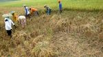 Metode Hazton Saat Musim Kemarau