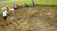 Penanaman padi dengan metode hazton selain tahan di tanah kering juga mampu menghasilkan panen dua kali lipat jika dibandingkan dengan sistem konvensional.