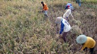Penerapan metode hazton pada tanaman padi yang mencapai 10 hektar di Banyumas tidak tergantung pada varietas padi tertentu, namun kebetulan untuk menyempurnakan penanaman padi saat musim kering, pihaknya menggunakan bibit padi kristal 01 yang relatif tahan kering. kemudian sebelum ditanam, benihnya direndam terlebih dahulu dalam rendaman pribiotik positif yang sudah dijadikan tablet selama 24 jam untuk memperkuat daya tahan padi terhadap serangan-serangan hama.