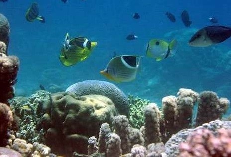 Bunaken Taman Laut Paling Terkenal Dari Sulawesi Utara