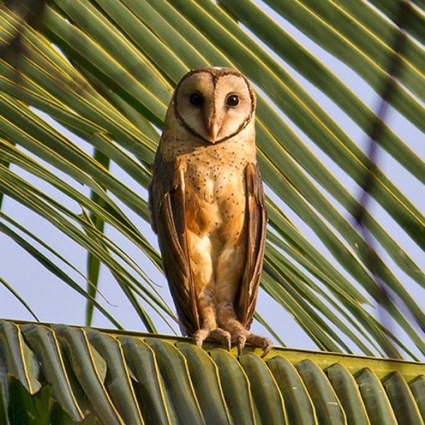 6 Hewan Ajaib Dari Sulawesi Utara Halaman 5