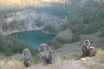 Tingkah Jahil Monyet Curi Pisang di Danau Kelimutu