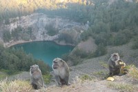 Sekawanan monyet ekor panjang ini datang dari arah hutan pinus yang letaknya di bawah lereng. Hutannya sendiri ada di sekitar Danau Ata Mbupu yang berwarna hijau gelap. Mereka biasanya naik ke atas setelah matahari mulai meninggi, sekitar pukul 09.00 WITA. Mungkin mereka lapar. (Wahyu/detikTravel)