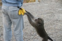 Ini adalah pejantan alfa yang menjadi pimpinan kawanan tersebut. Dia yang paling pertama berani untuk mencuri pisang yang diikatkan oleh pedagang di belakang celananya. (Wahyu/detikTravel)