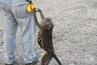 Tuntutan perut yang lapar dan menipisnya persediaan makanan di hutan membuat monyet-monyet ini naik hingga kawasan puncak Kelimutu. Ibu yang menggendong anak ini juga terpaksa mencuri demi tuntutan perut yang keroncongan. (Wahyu/detikTravel)