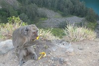 Jika sudah makan pisang, monyet akan lupa pada sekelilingnya. Tingkah lucu monyet-monyet jahil pencuri pisang ini hanya bisa traveler saksikan di Danau Kelimutu! (Wahyu/detikTravel)