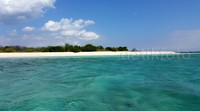 Jejeran pohon setigi nan langka menghiasi pesisir pantai Pulau Tabuhan.