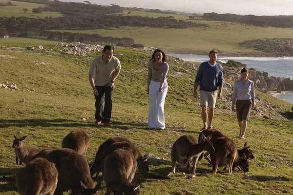 Ingin Bertemu Banyak Kanguru? Datang Saja ke Pulau Ini