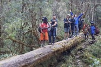 Tim Ekspedisi Jurnalis ke Carstensz 2015 menembus hutan rimba menuju Desa Ugimba, melewati jembatan berupa batang kayu yang besar. Tim juga melintasi sungai-sungai lebar (Maximus/Adventure Carstensz)