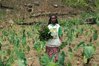 Warga Desa Ugimba hidup dengan cara berkebun. Kehidupan mereka masih tradisional dan masih banyak pria yang memakai koteka (Maximus/Adventure Carstensz)