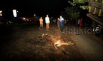 Tabrakan Truk di Pantura, 1 Orang dan 3 Sapi Tewas