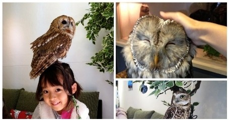 Di Jepang Bisa Ngopi dengan Burung Hantu hingga Cari Jodoh