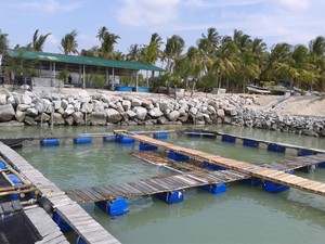 Tukik Babel, Tempat Penangkaran Penyu di Pulau Bangka
