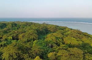 Pulau di Indramayu Ini Dihuni Biawak