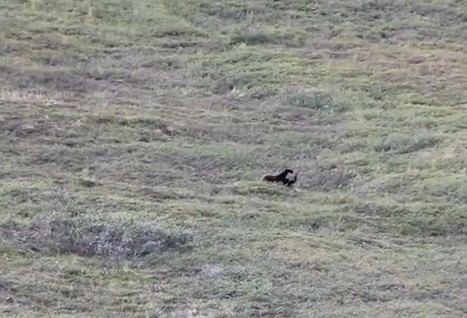 Terekam Kamera! Tingkah Beruang yang Menggemaskan di Alaska