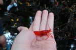 Mengintip Udang merah yang Sakral di Buton