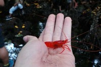 Udang merah ini disakralkan oleh warga setempat. Udang tidak boleh dimakan dan dibawa pergi sembarangan dari danau habitatnya (Kurnia/detikTravel)