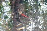 Mengintip Udang merah yang Sakral di Buton