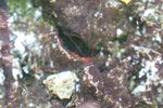 Mengintip Udang merah yang Sakral di Buton