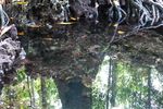 Mengintip Udang merah yang Sakral di Buton