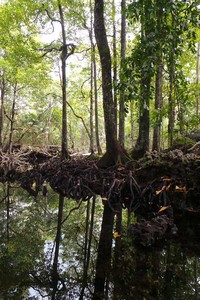 Danau Udang Merah sungguh indah dengan air yang jernih bagaikan kaca. Danau itu juga terlihat bersih dari sampah (Kurnia/detikTravel)